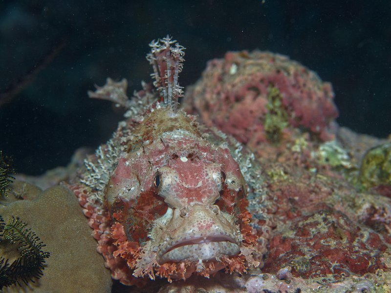 Scorpion Fish, Bounty